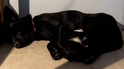 Orphaned kitten cared for by rescue dog in unlikely bond [Video]