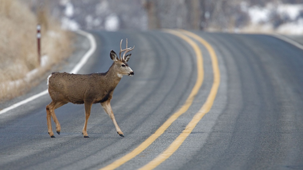 B.C. highways: 6 deer-involved crashes in 6 hours [Video]