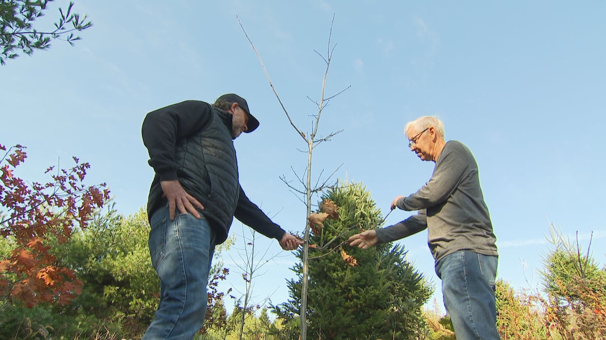 P.E.I. woodlot owners urged to grow their biodiversity by branching out into different varieties [Video]