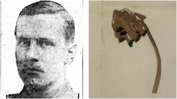 Mysterious flower pressed into WW I soldier’s last letter home identified a century later [Video]