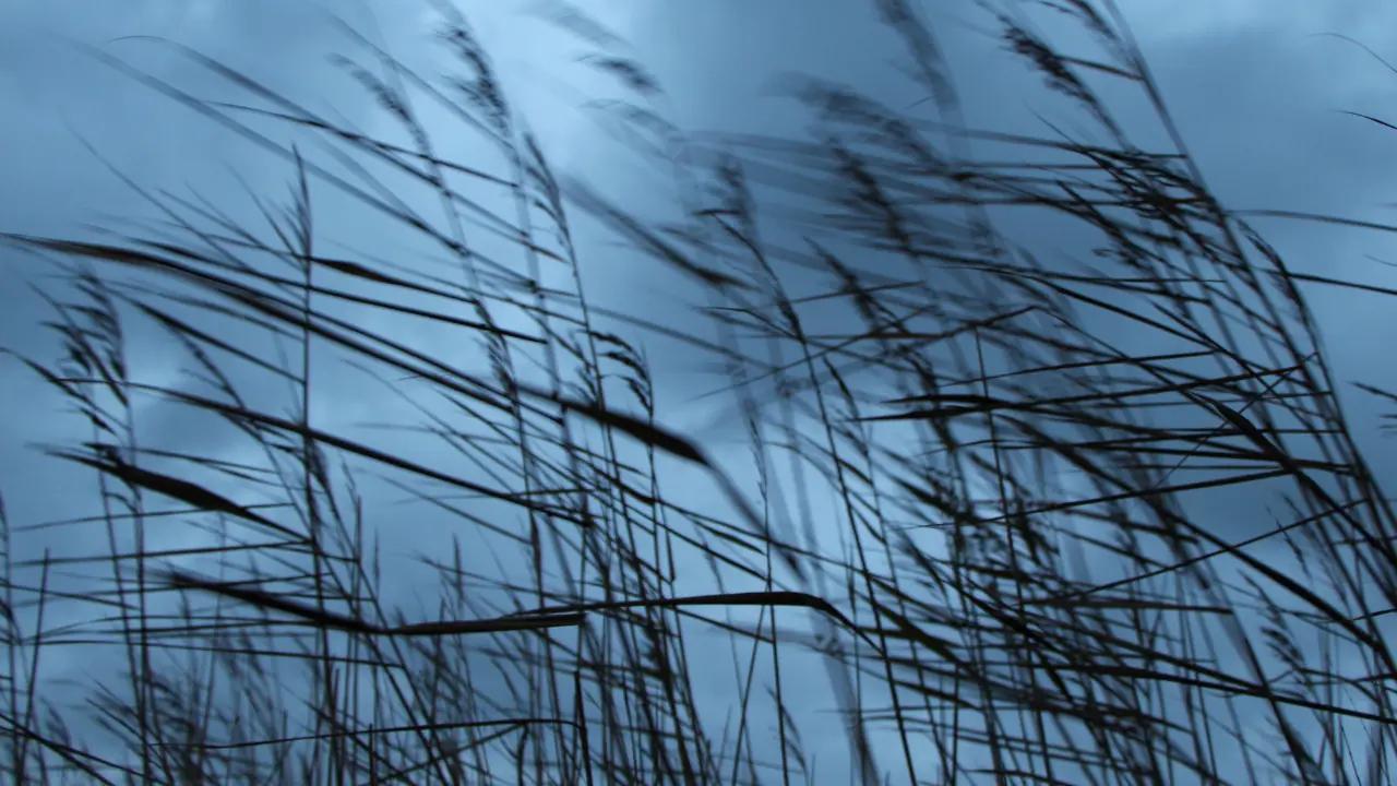 Special weather statement in effect to cause 80 km/h winds in Ontario [Video]