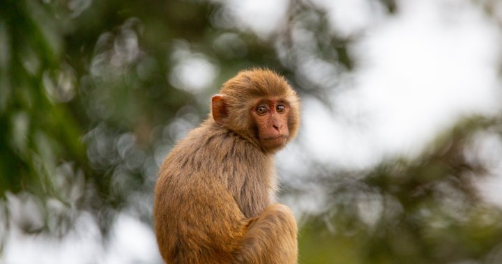 U.S. town still on lockdown as 18 of 43 escaped monkeys remain on the lam – National [Video]