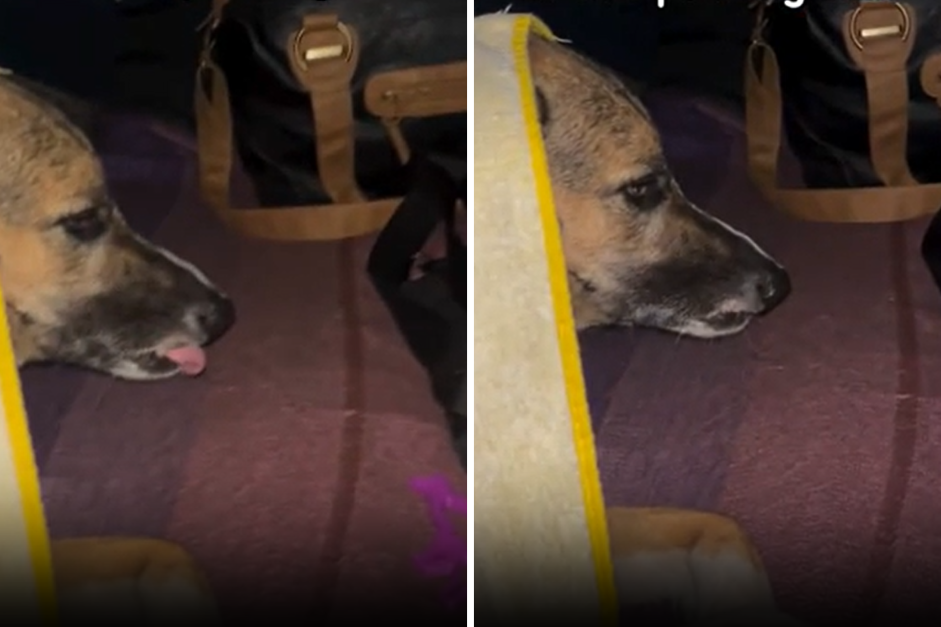 Dog’s Look of ‘Absolute Disgust’ As Owners Take Her Camping in Pouring Rain [Video]