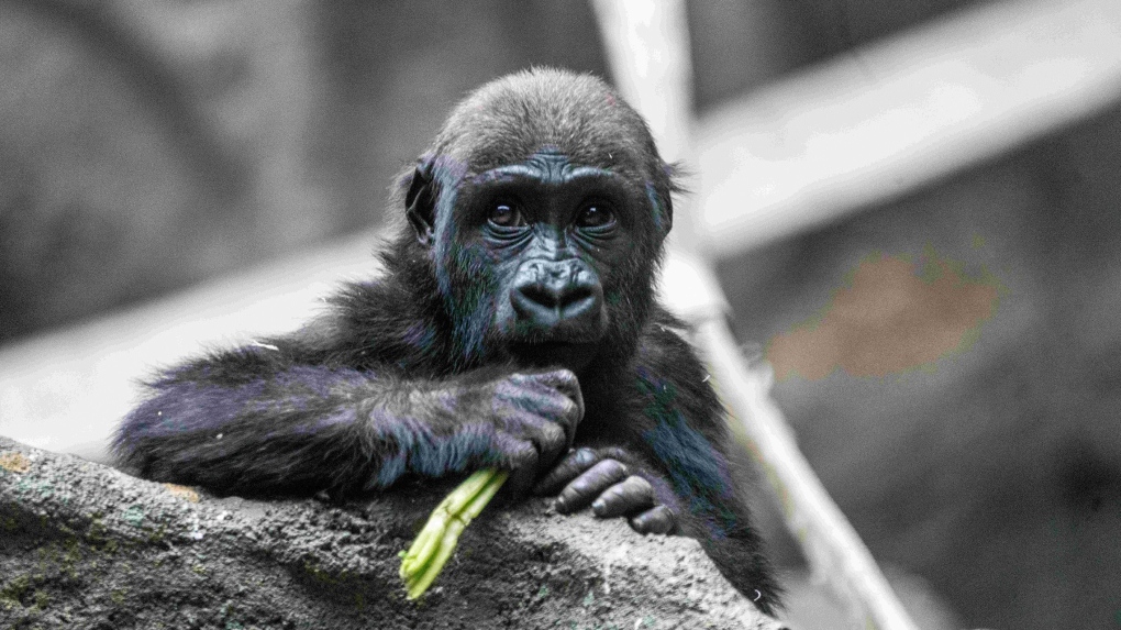 Gorilla dies at Calgary Zoo [Video]