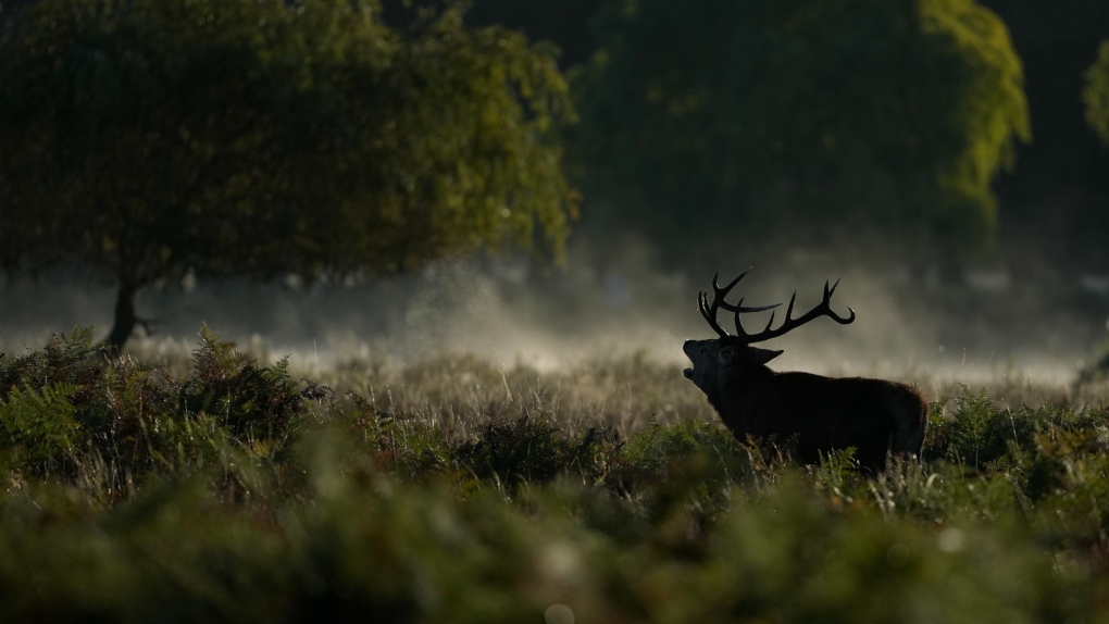 England deer cull: Could promoting venison to consumers help? [Video]