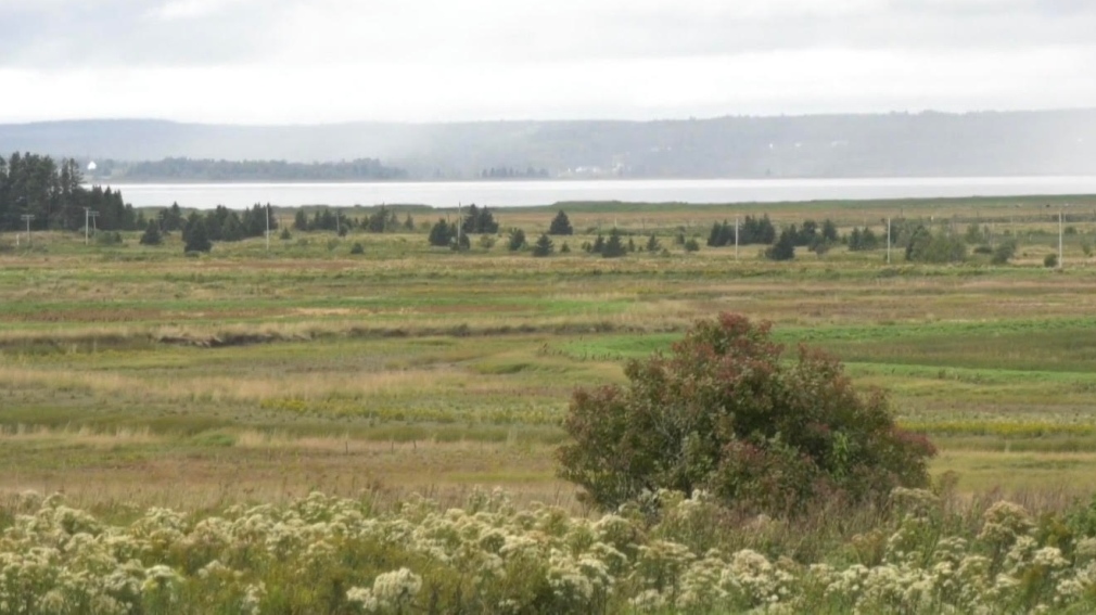 CN rail part of isthmus mitigation funding talks: N.B. premier [Video]