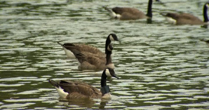 Avian flu: People, pets urged to keep clear of sick, dead birds as B.C. probes 1st human case [Video]