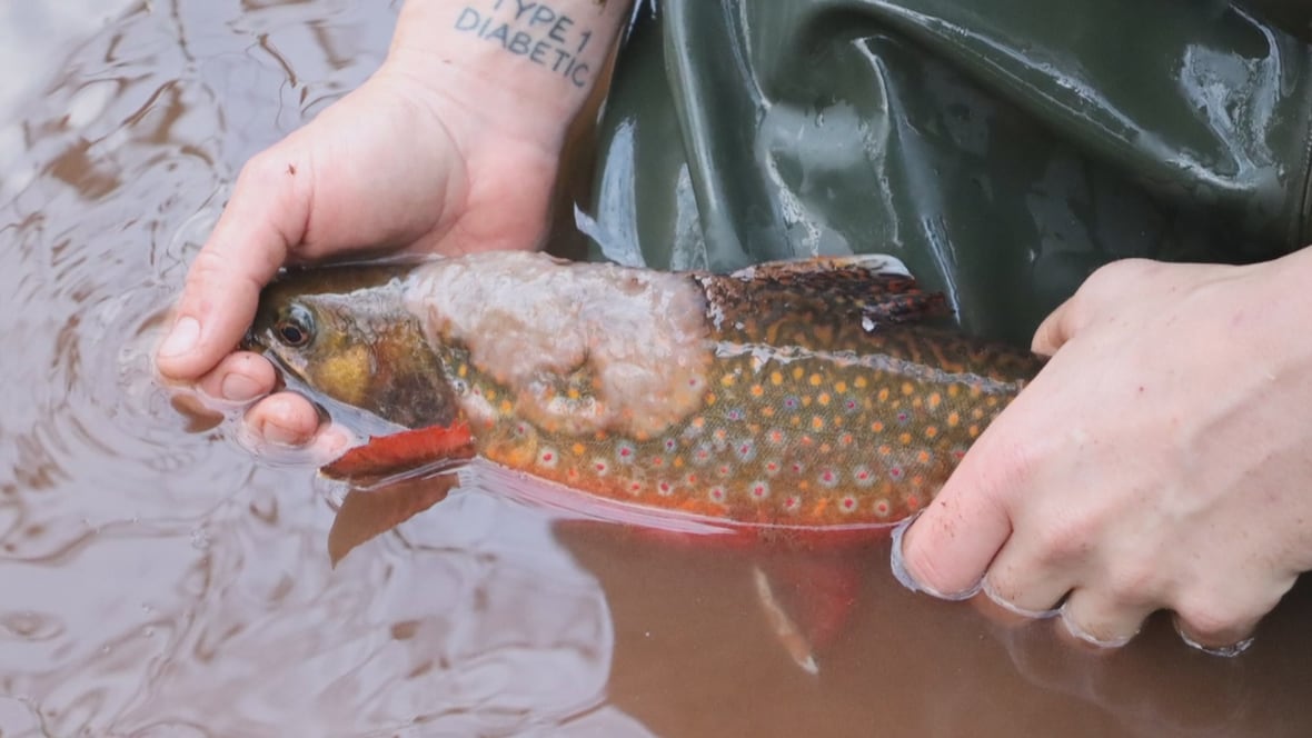 Wildlife experts on P.E.I. concerned about water mould making West River fish sick [Video]