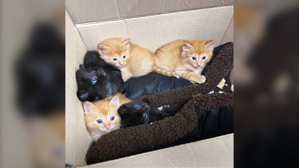 Kittens left at Winnipeg Humane Society [Video]