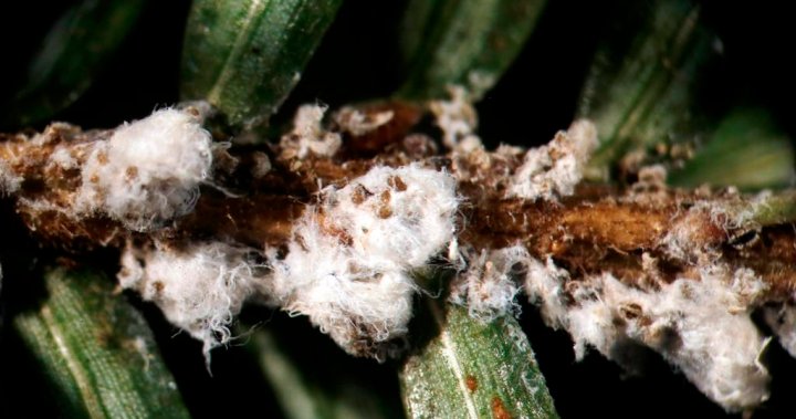 Beetles from B.C. settling in Nova Scotia, taking up the fight to rescue hemlocks – Halifax [Video]