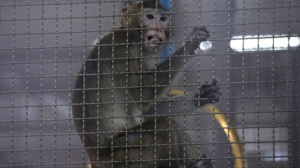 Researchers join push against importing monkeys for drug testing [Video]