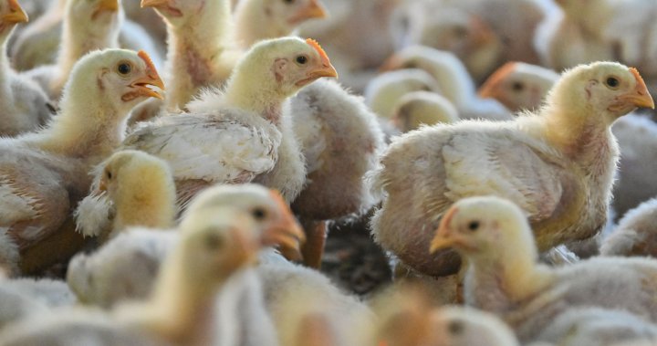 As bird flu emerges in Canada, experts urge preparedness [Video]