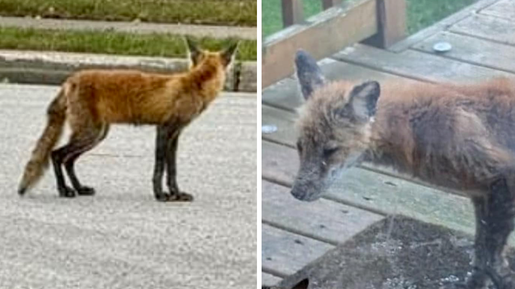 Windsorite seeking help saving injuried foxes [Video]