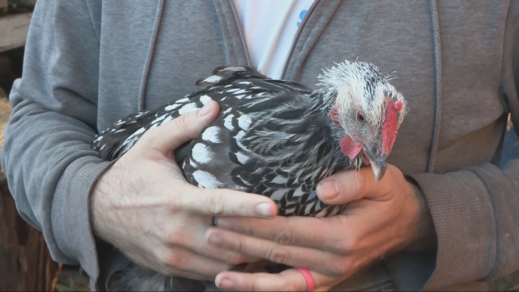 Urban chicken inspires positivity in B.C. neighbourhood [Video]