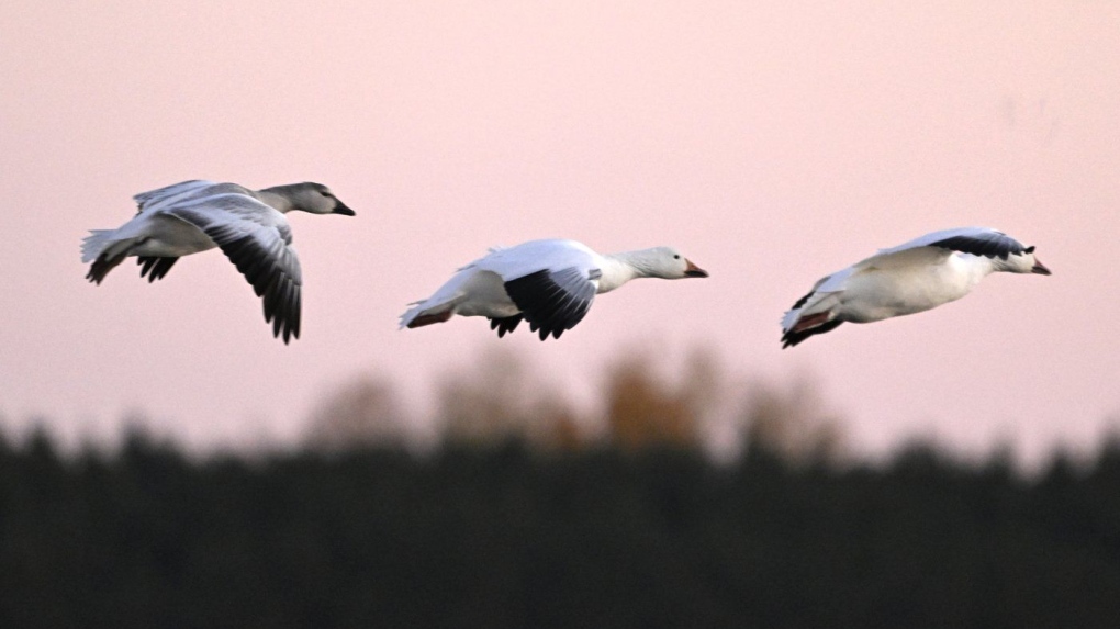 Bird flu: B.C.’s chief vet tells clinics to set up protocols amid exposure risk [Video]