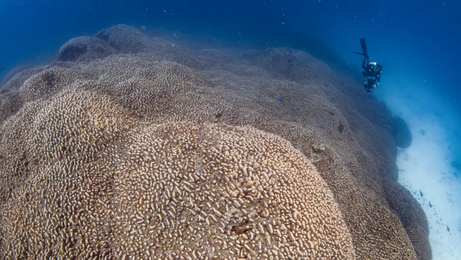 World’s largest coral discovered by scientists [Video]