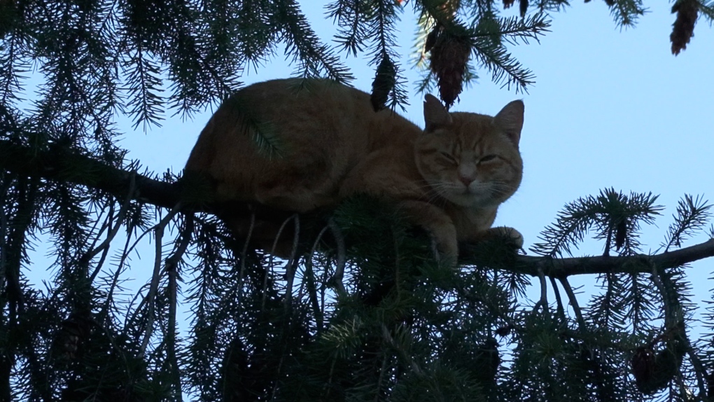 Maple Bay residents worried about cat in tree [Video]