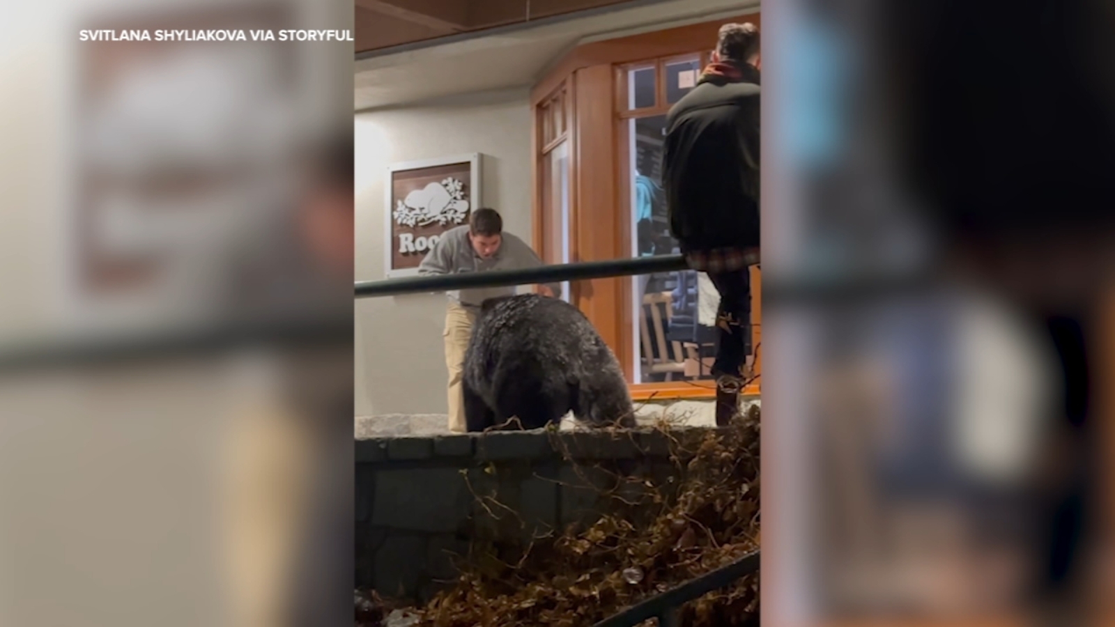 People get perilously close to bear at Whistler ski resort in British Columbia: ‘Not too smart’ [Video]