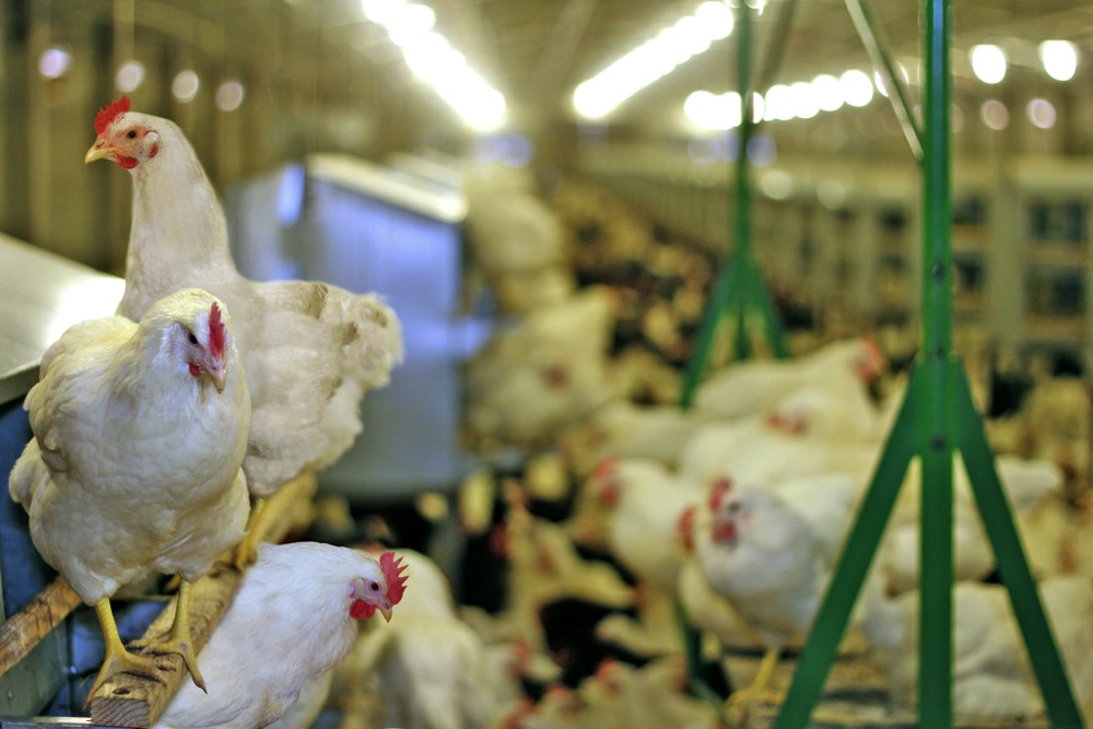 Federal government pledges funds to bird flu research [Video]