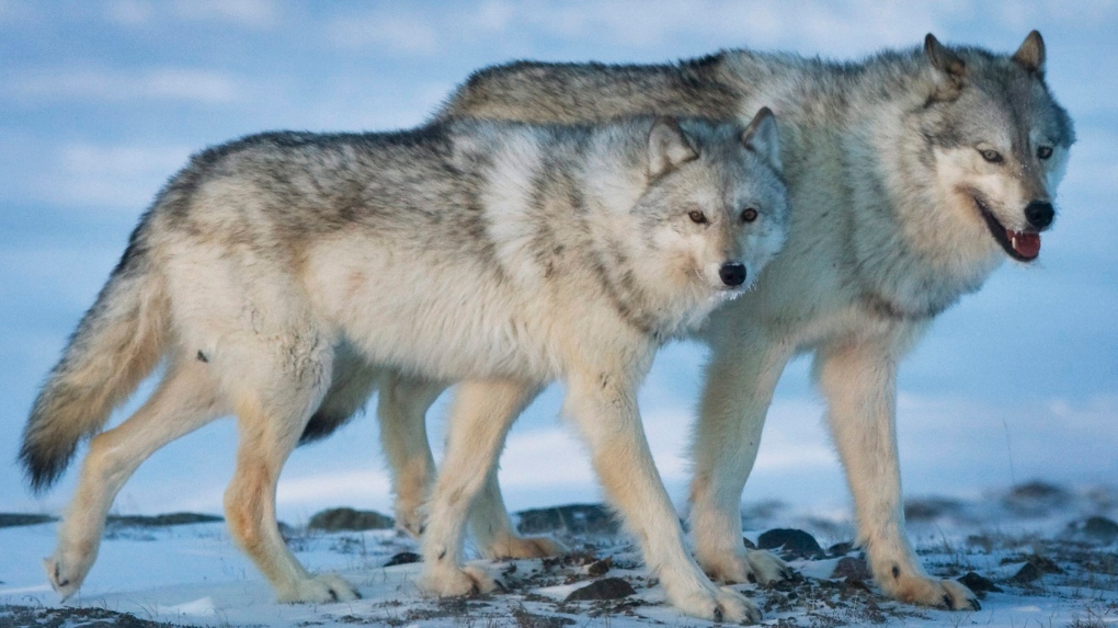 Alberta wolf pelt contest comes under fire by conservation groups [Video]