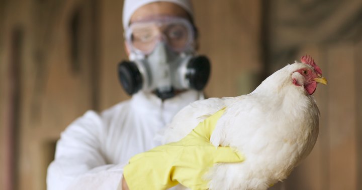 Bird flu in Canada: What to know about poultry and milk safety [Video]