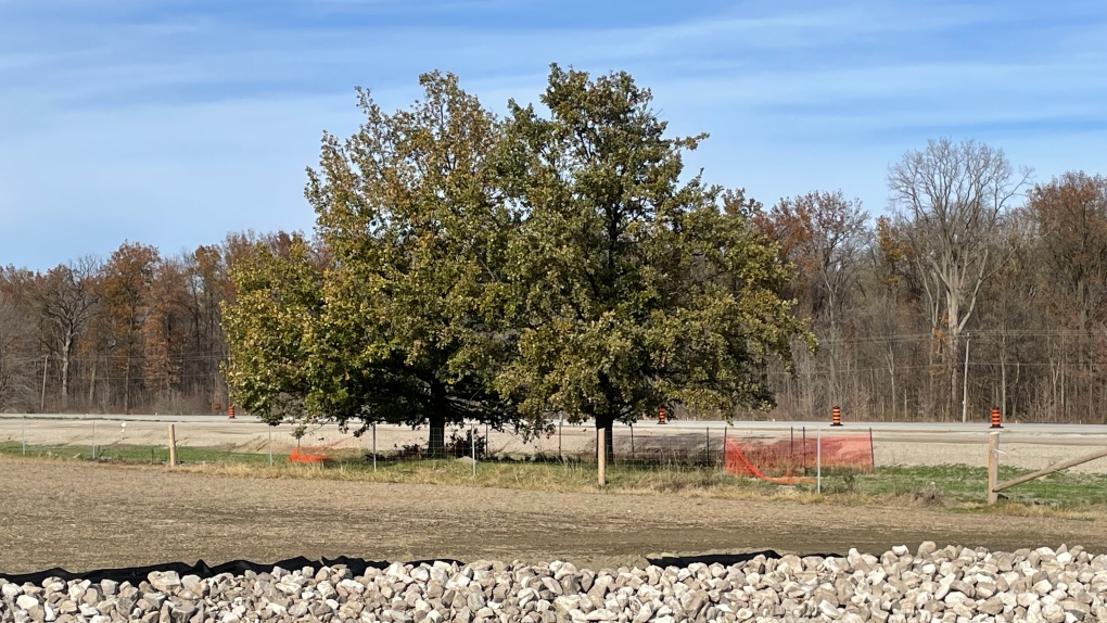 Memorial trees preserved in Highway 3 expansion [Video]