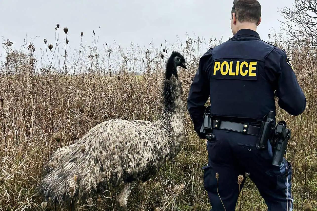 Emu on the loose captured in rural Ontario; police seek help identifying owner [Video]