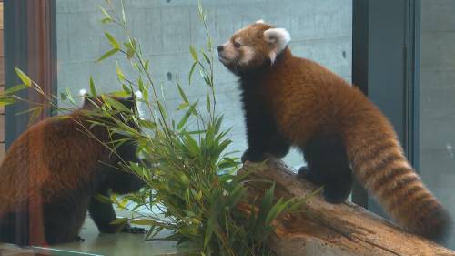 Edmonton Valley Zoo shows off adorable red pandas [Video]