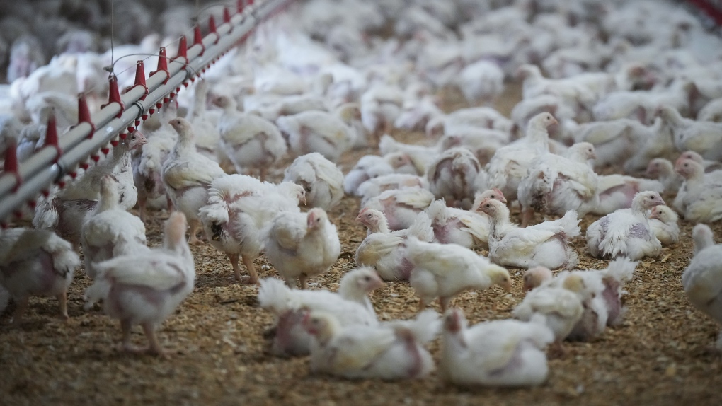 Bird flu in Canada: B.C. farmers devasted [Video]