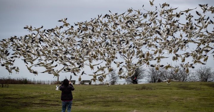 B.C. animal clinics told to set up avian flu protocols amid human exposure risk [Video]