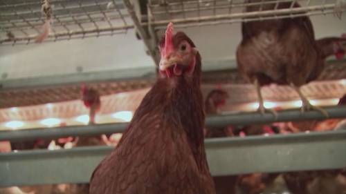 Health Matters: Concerns over bird flu and Global measles cases jumped 20% in 2023 [Video]