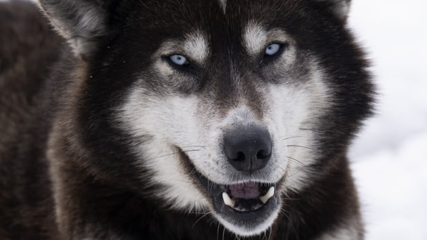 Ottawa to compensate Inuit in Nunavik for mass sled dog slaughter [Video]