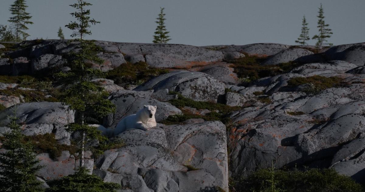 In the polar bear capital of the world, a community lives with the predator next door and loves it [Video]