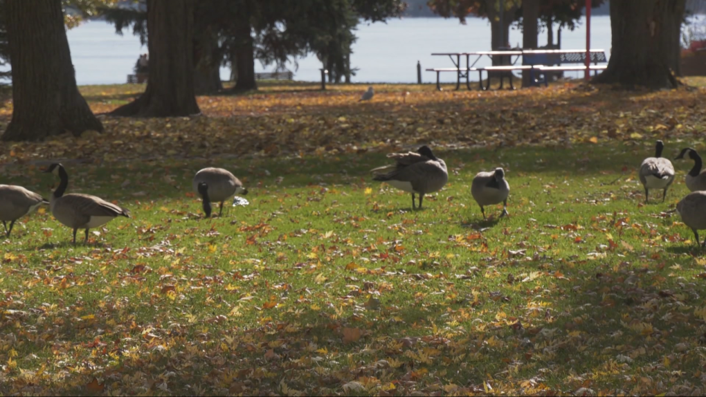 Ottawa weather: Here’s how it feels this Sunday [Video]