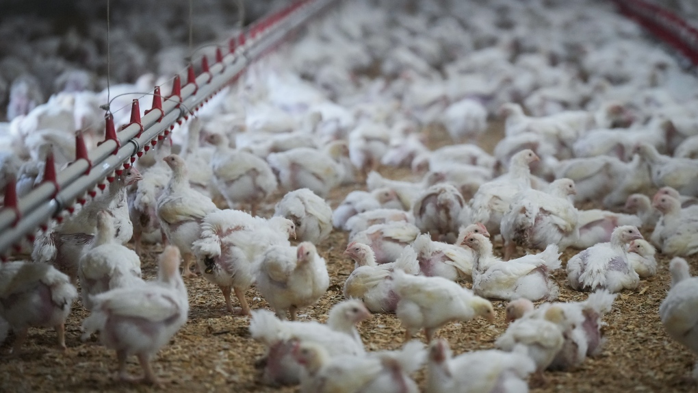 Avian flu detected in additional B.C. flocks: CFIA [Video]