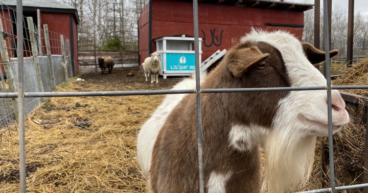 Makes me feel like Im someone in the world: Animal-assisted therapy helps Manitobans – Winnipeg [Video]