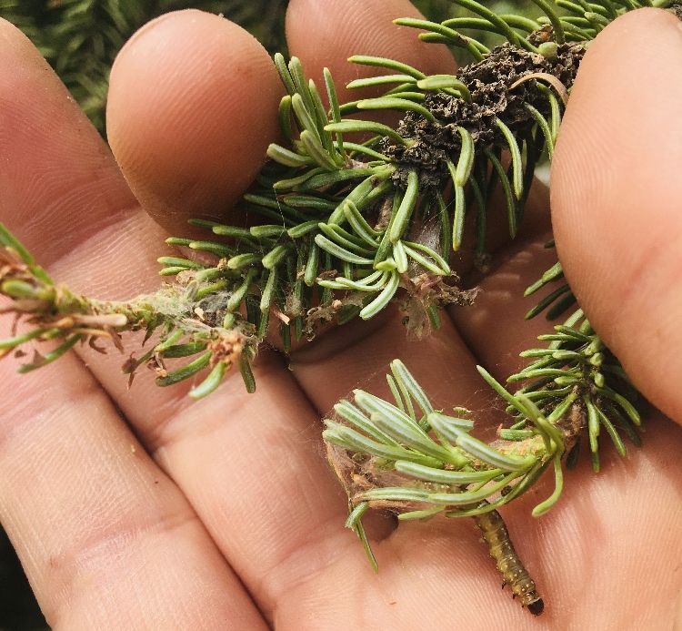 Budworms once again ravaging Maine’s fir and spruce trees [Video]