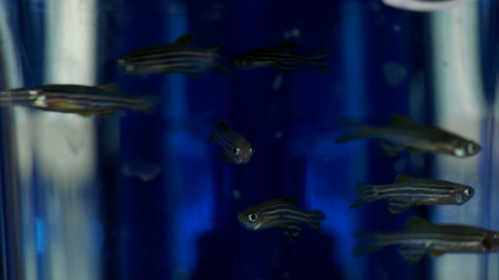 Manitoba scientists exploring regenerative abilities in tropical fish [Video]