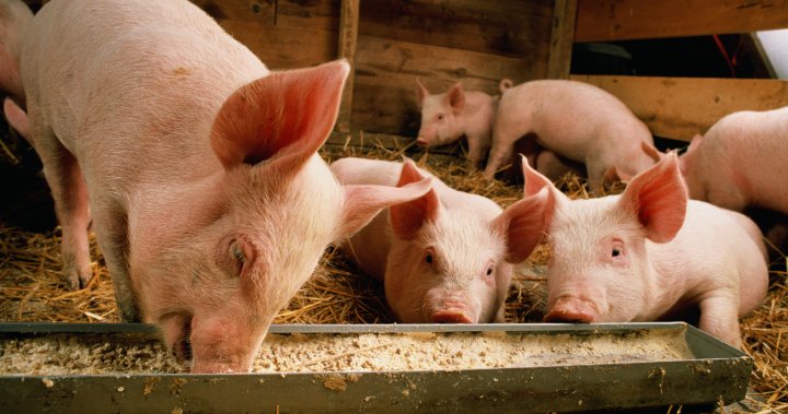 As bird flu spread continues, why the recent jump to pigs raises worries – National [Video]