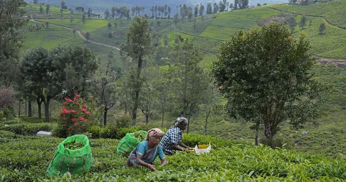 In southern India’s tea country, small but mighty efforts are brewing to bring back native forests [Video]