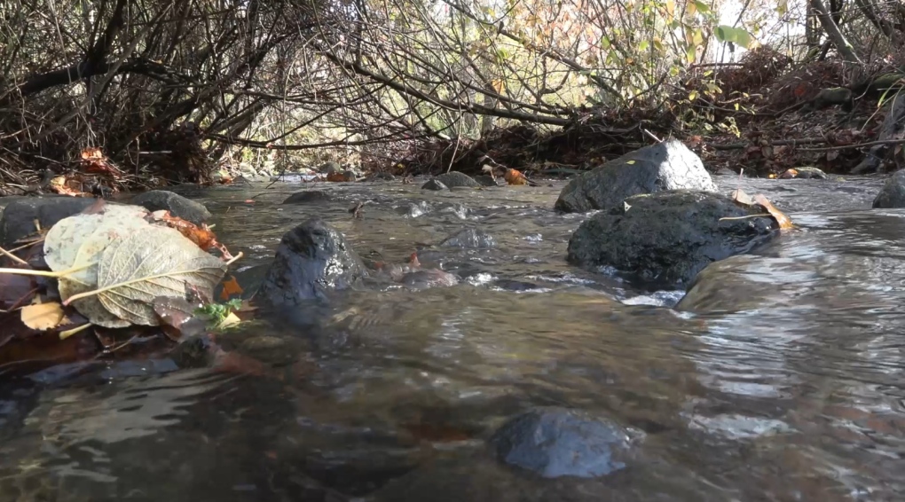 Fishy mystery unfolding in Oak Bay’s Bowker Creek [Video]