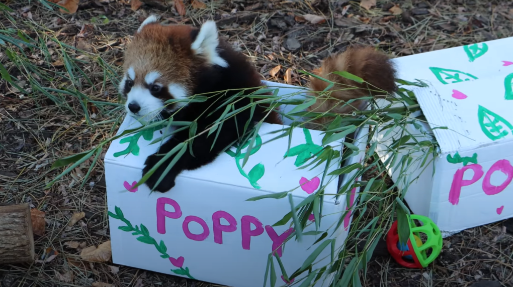 Toronto Zoo red panda cub has been named ‘Poppy’ [Video]