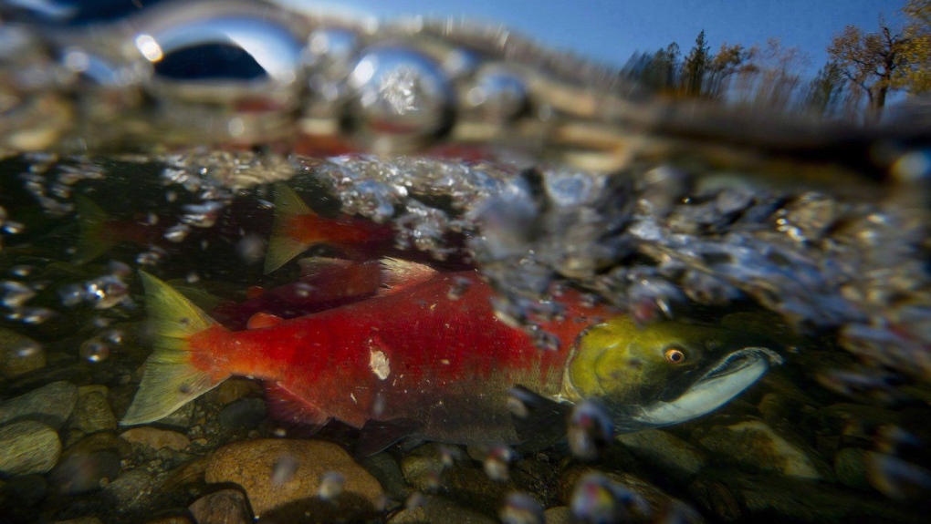 Salmon return to Metro Vancouver streams inspires recovery efforts [Video]