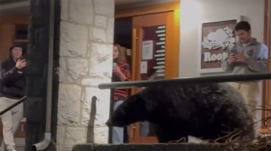 You have to see this! Bystanders at ski resort get dangerously close to bear [Video]