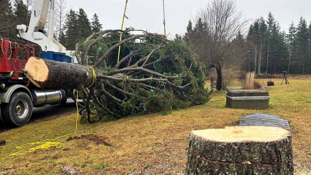 N.S. news: Tree for Boston will be cut down Wednesday [Video]