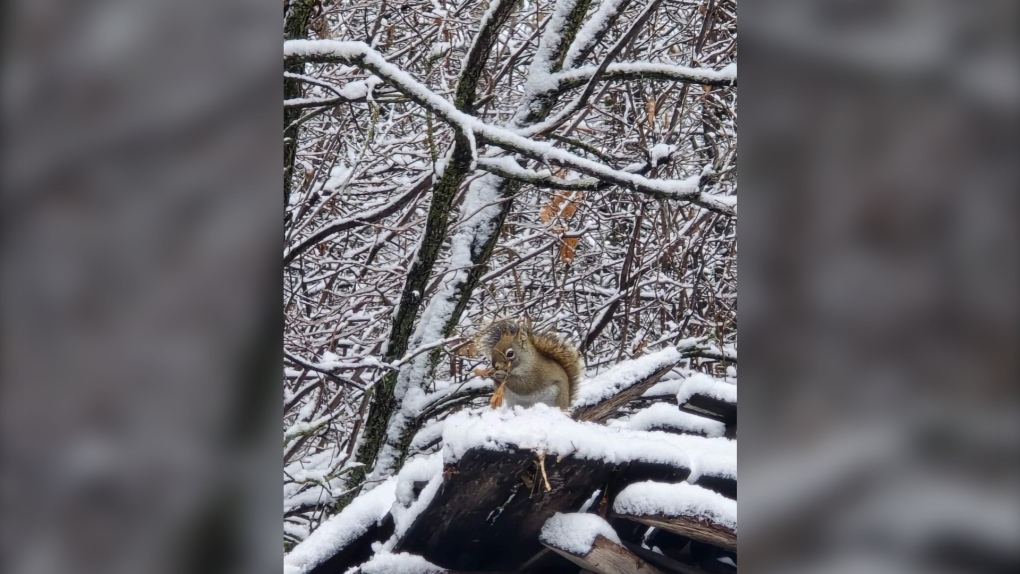 Manitoba weather: A gloomy but mild day ahead [Video]