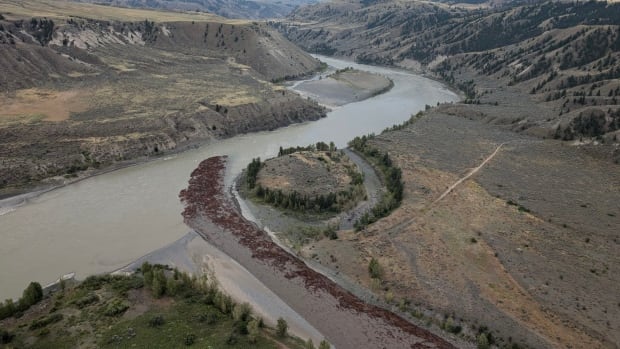 Site of massive B.C. river landslide remains unstable, effects on salmon not yet clear [Video]