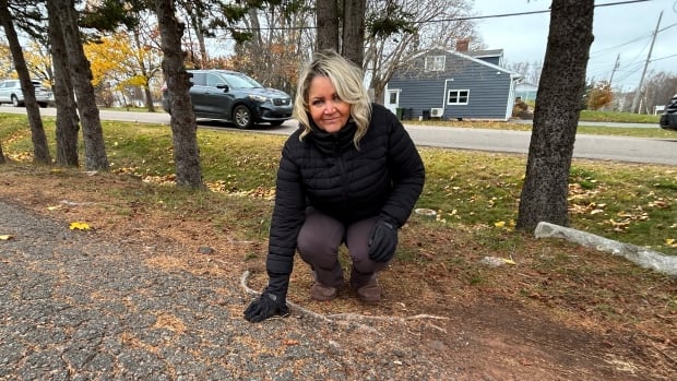 Charlottetown woman with roots rippling her driveway wants city to chip in for repairs [Video]