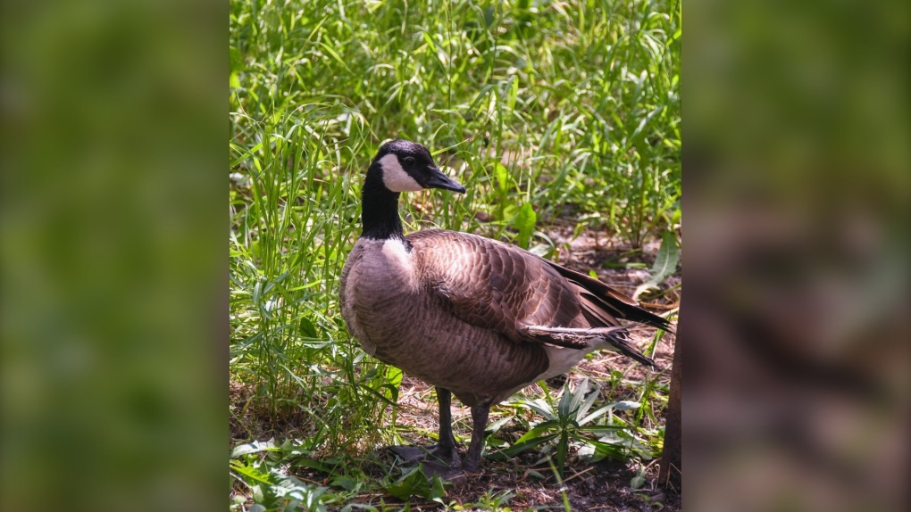 Calgary goose that couldnt fly taught orphaned goslings to be geese [Video]