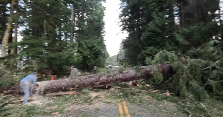 Some Nanaimo schools remain closed due to bomb cyclone damage - BC [Video]